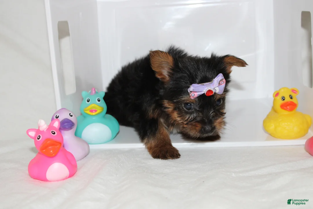 Yorkshire Terrier dogs for sale:  Bella  - Ad 2