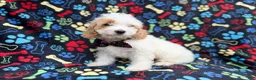 Cockapoo dogs for sale: Larry - Ad 8