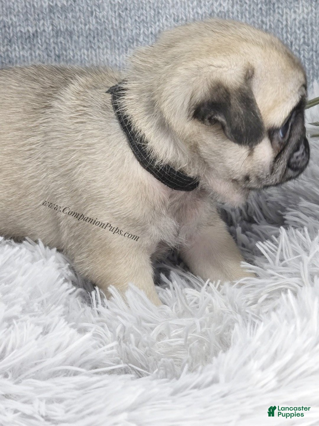 Pug dogs for sale: Black Collar - Super Wrinkly! - Ad 8