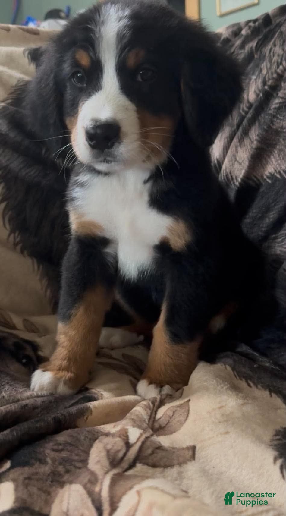 Bernese Mountain Dog dogs Cheif - Ad 1
