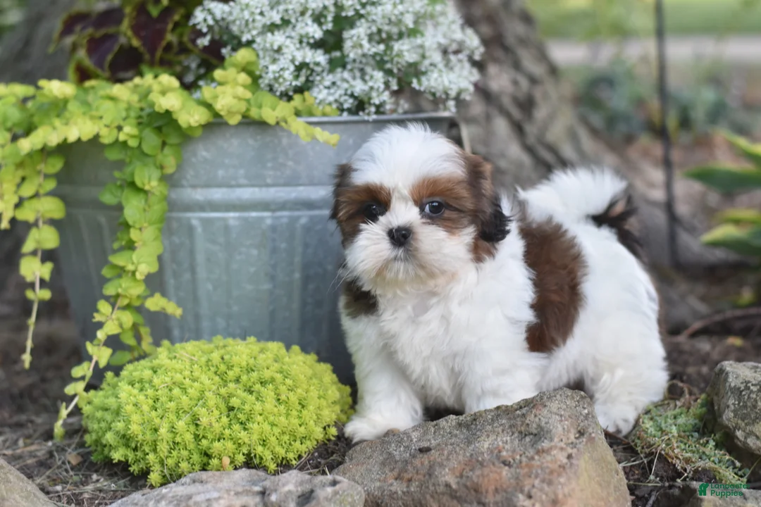 Shih Tzu dogs for sale: Becky - Ad 2