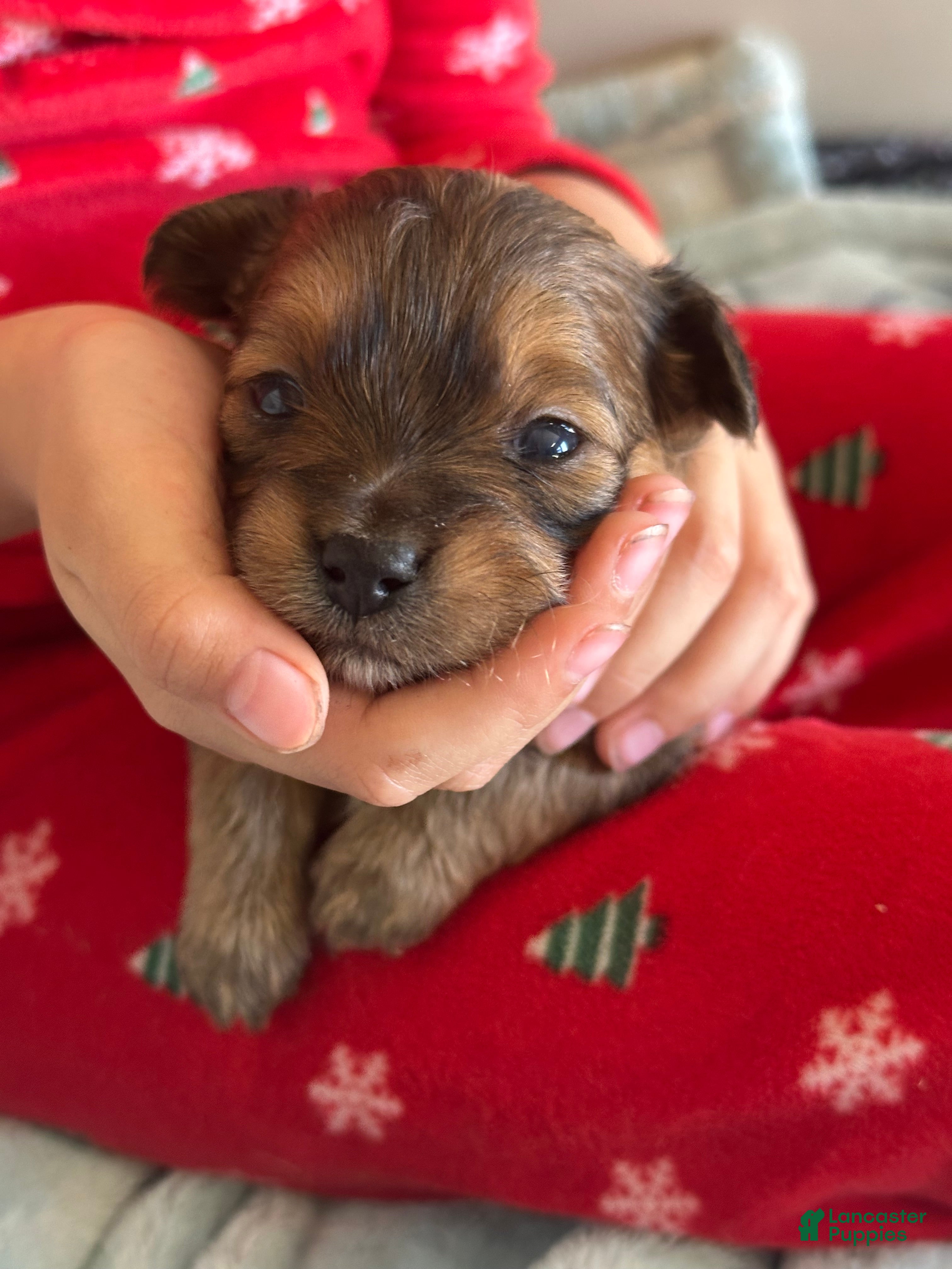 Mixed Breed dogs Mixed Breed Puppy 4 - Ad 1