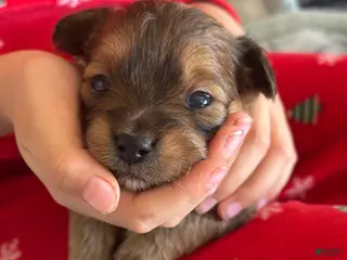 Mixed Breed dogs for sale: Mixed Breed Puppy 4 - Ad 1