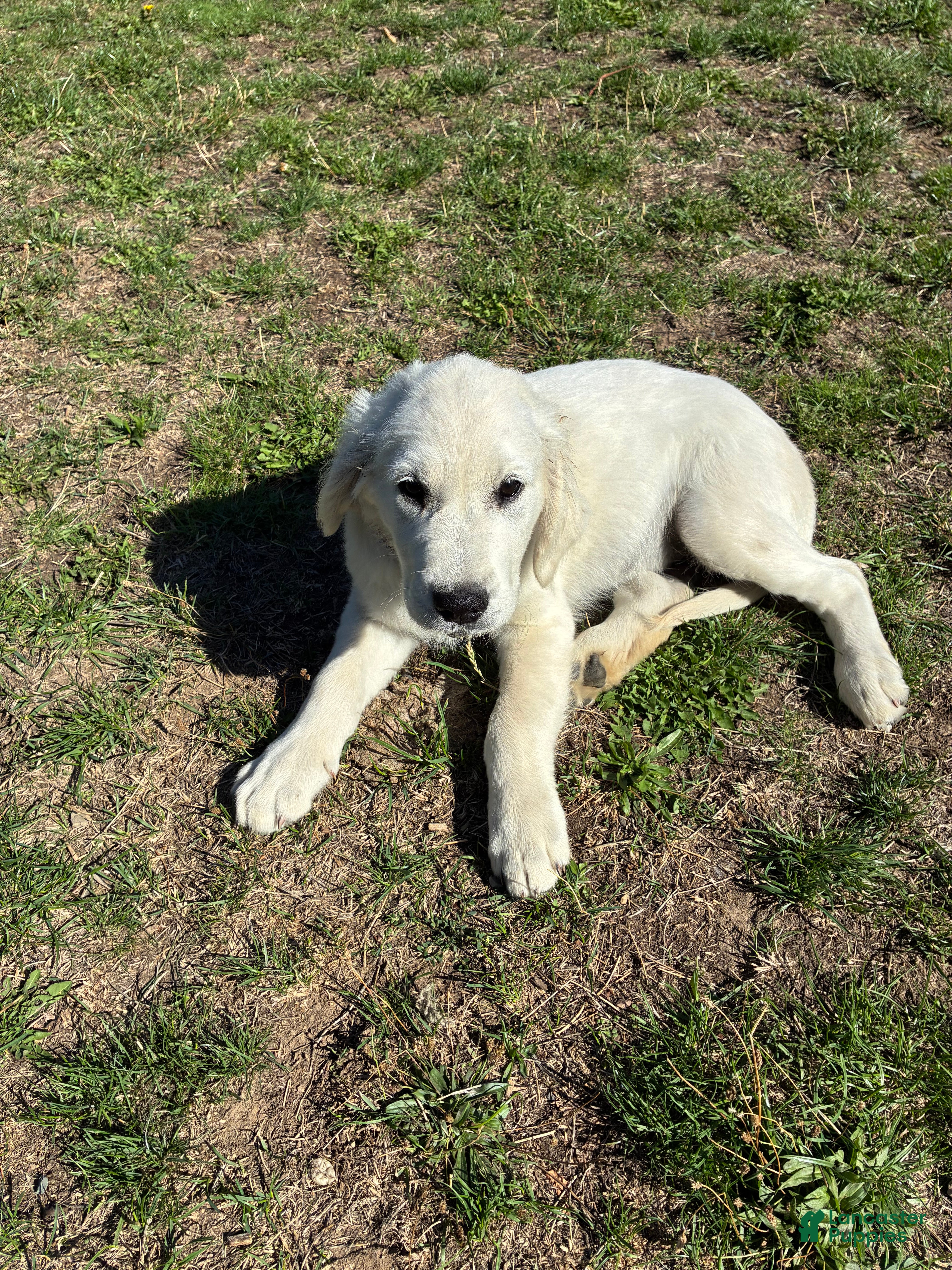 Goldador dogs Trigger - Ad 28