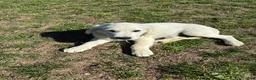 Goldador dogs for sale: Trigger - Ad 1
