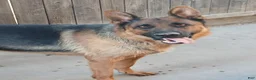 German Shepherd dogs for sale: Sunshine - Ad 10