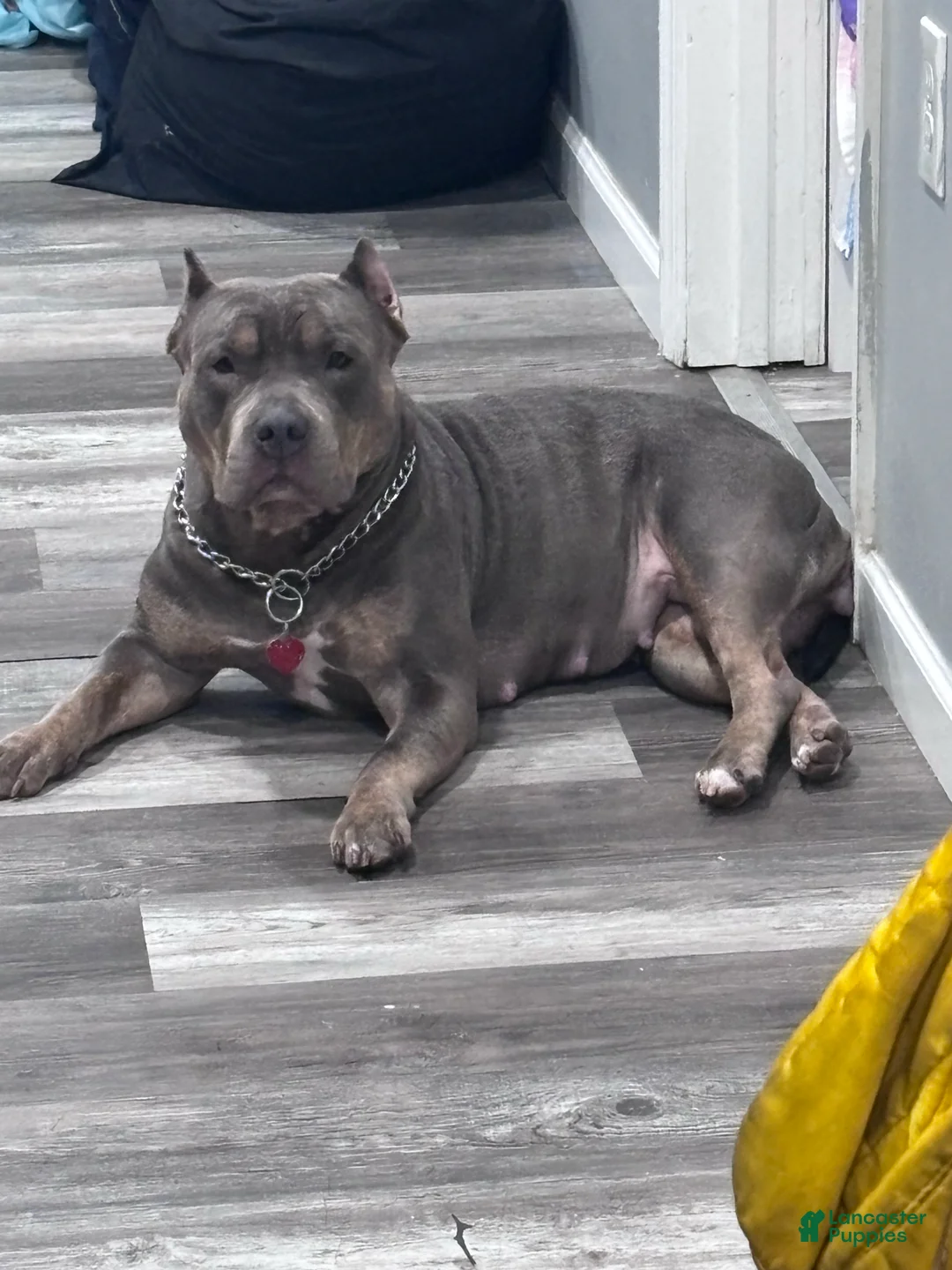 Gallery Image {{count}}