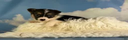 Welsh Corgi Pembroke dogs for sale: Aca Daphne natural bobtail Bluie and fluffy carrier triple clear - Ad 4