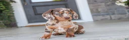 Dachshund dogs for sale: Macchiato - Ad 7
