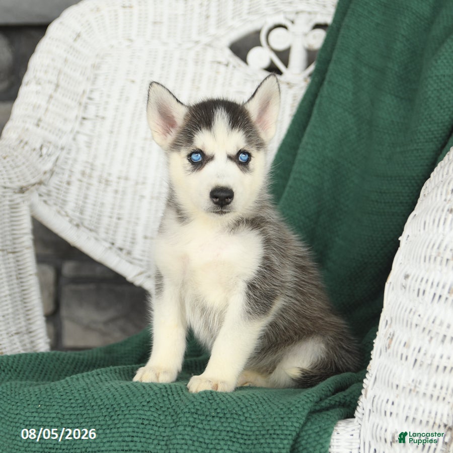 Siberian Husky dogs Virginia - Ad 1
