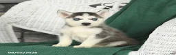 Siberian Husky dogs for sale: Virginia - Ad 1