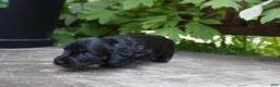 Miniature Dachshund dogs for sale: Harriet - Ad 3