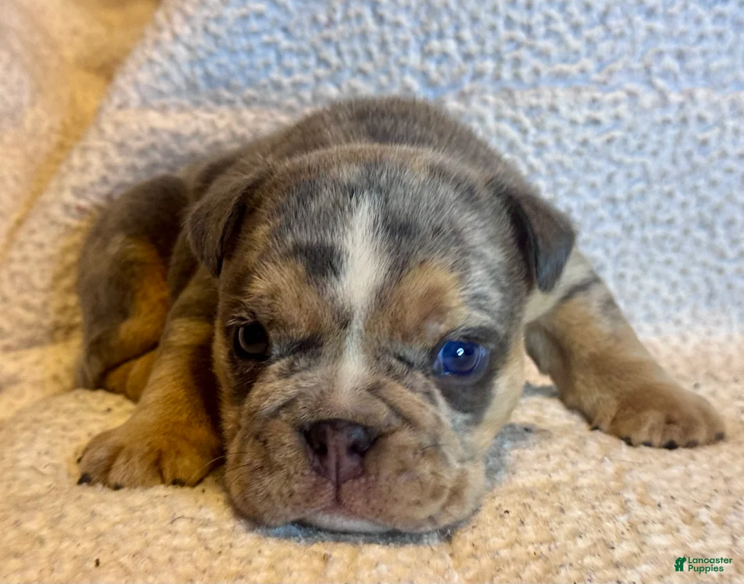 English Bulldog dogs for sale: Versace - Ad 2