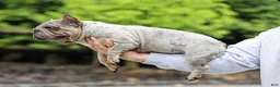 French Bulldog dogs for sale: French Bulldog Puppy 2 - Ad 8