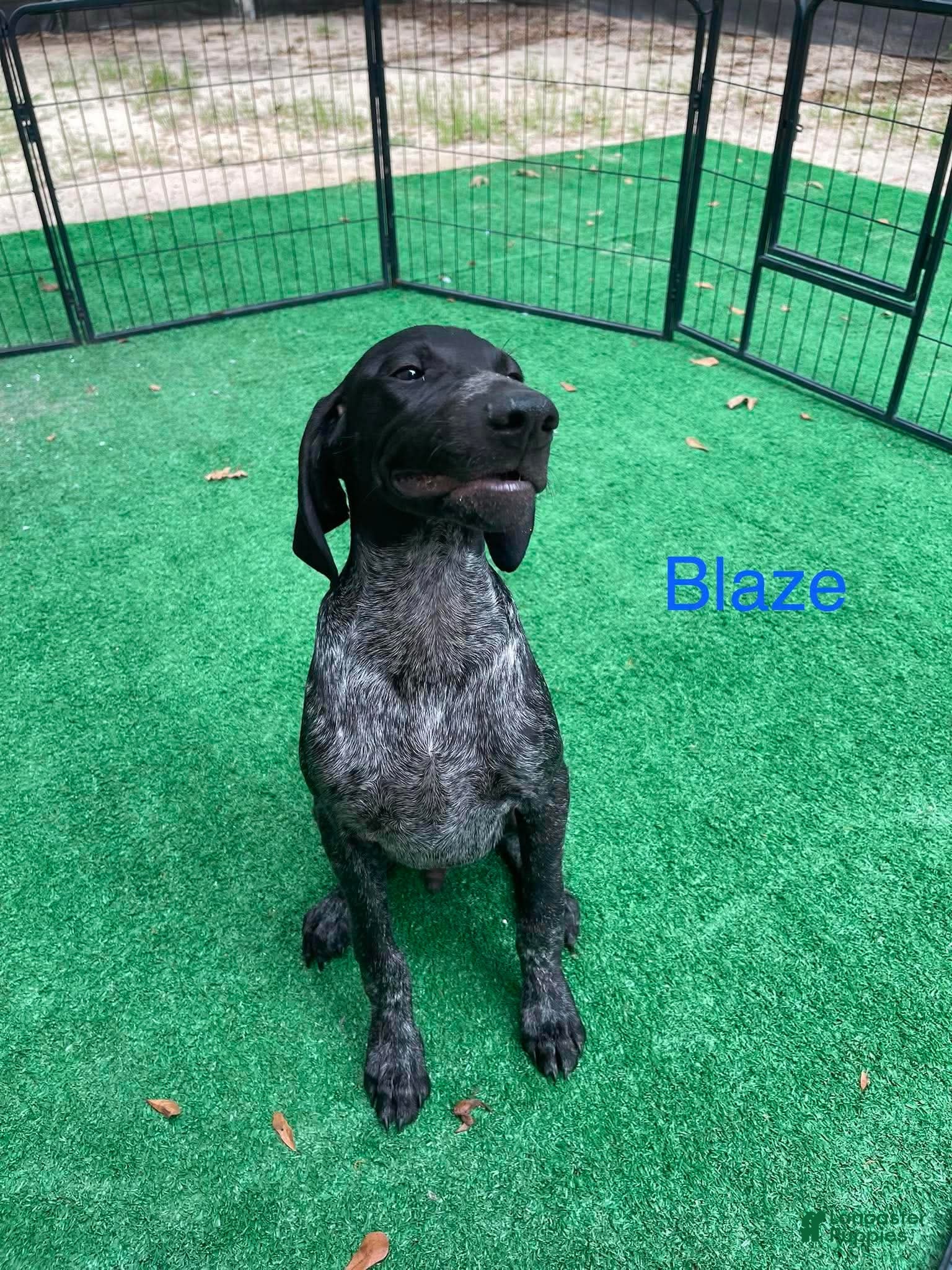 German Shorthaired Pointer dogs Blaze - Ad 2