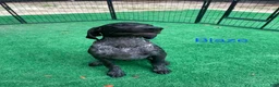 German Shorthaired Pointer dogs for sale: Blaze - Ad 1