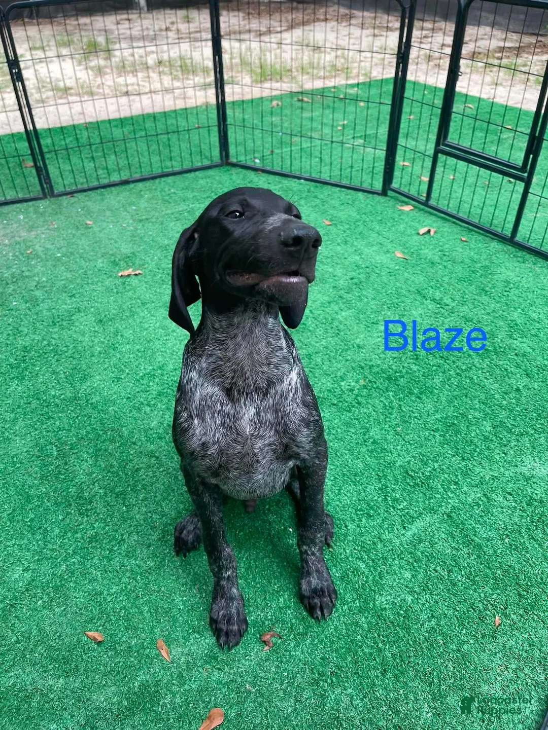 German Shorthaired Pointer dogs for sale: Blaze - Ad 1