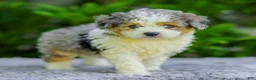 Mini Aussiedoodle dogs for sale: Winston - Ad 3