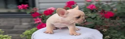 French Bulldog dogs for sale: Xavier - Ad 6