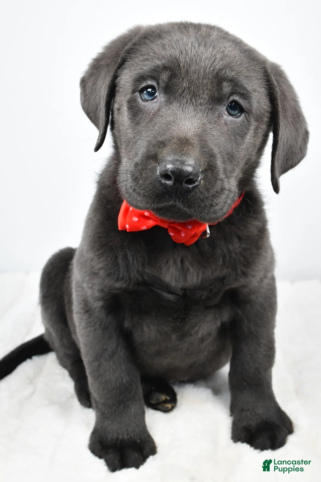 Labrador Retriever dogs for sale: Ritz - Ad 6