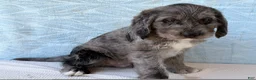 Labradoodle dogs for sale: Labradoodle 1 - Ad 7