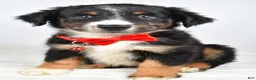 Miniature Australian Shepherd dogs for sale: Finch - Ad 1