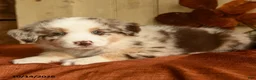Australian Shepherd dogs for sale: Chestnut - Ad 3