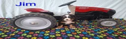 Bernese Mountain Dog dogs for sale: Jim - Ad 1