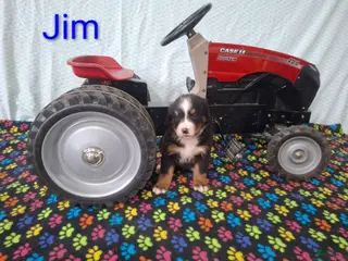 Bernese Mountain Dog dogs Jim - Ad 3