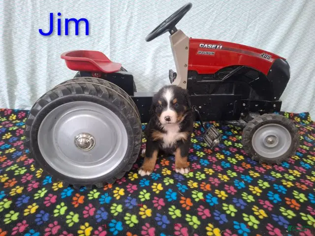 Bernese Mountain Dog dogs Jim - Ad 6