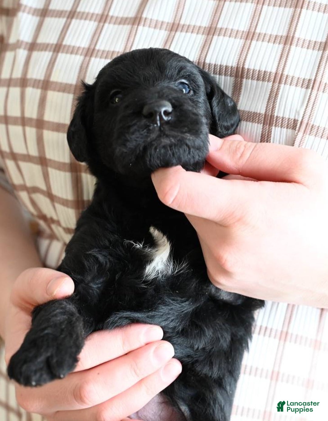 Mixed Breed dogs for sale: Cedar - Ad 4