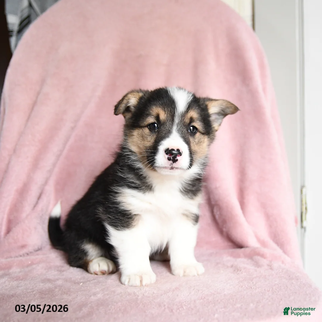 Mixed Breed dogs for sale: Peanut Butter Ripple - Ad 3