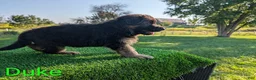 German Shepherd dogs for sale: Duke - Ad 3