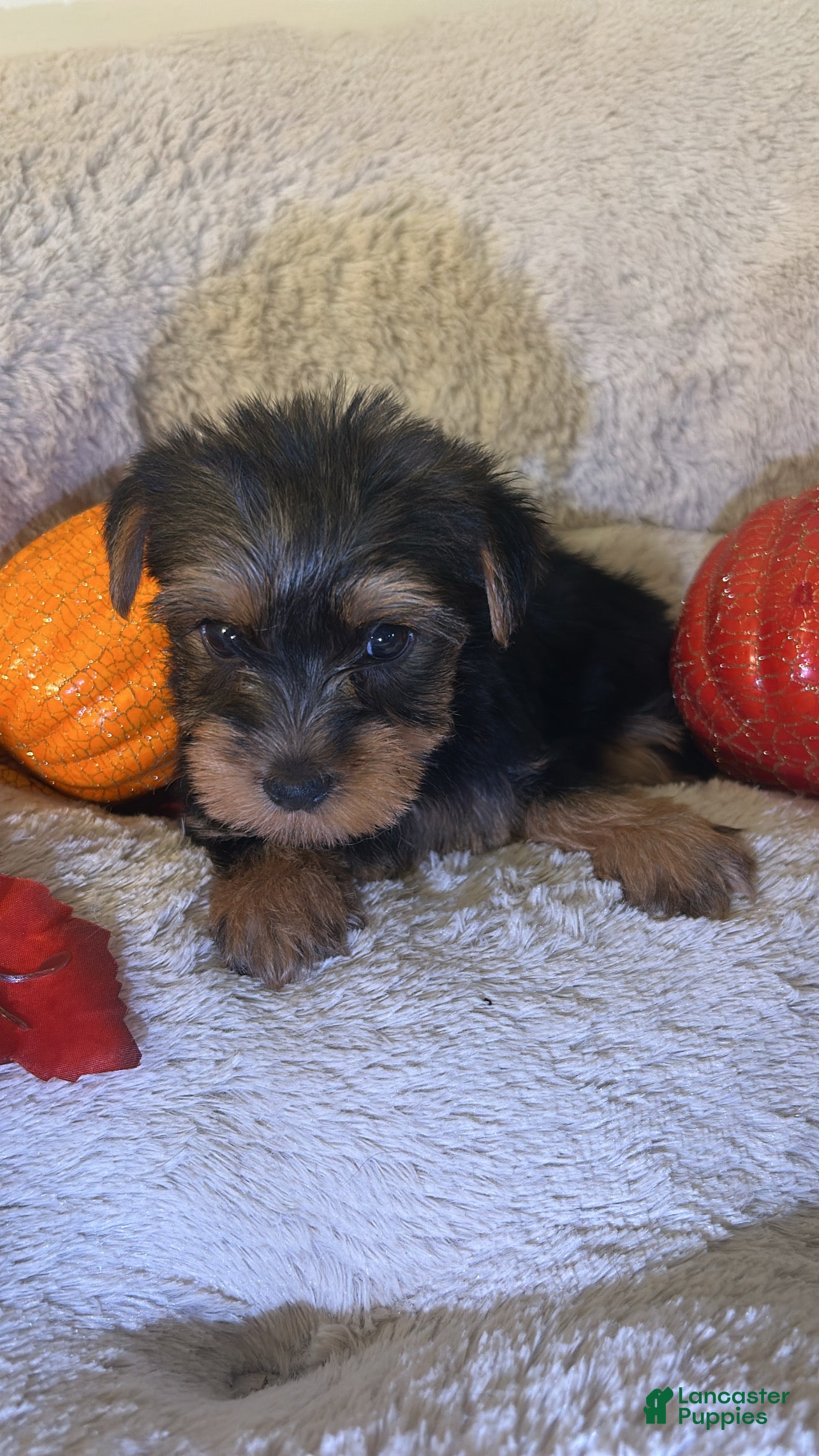 Yorkshire Terrier dogs Simba - Ad 20