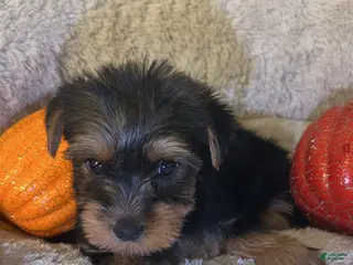 Yorkshire Terrier dogs Simba - Ad 39