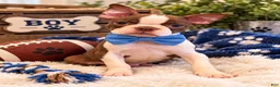 Boston Terrier dogs for sale: Romeo - Ad 1