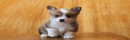 Welsh Corgi Pembroke dogs for sale: Mannie - Ad 3