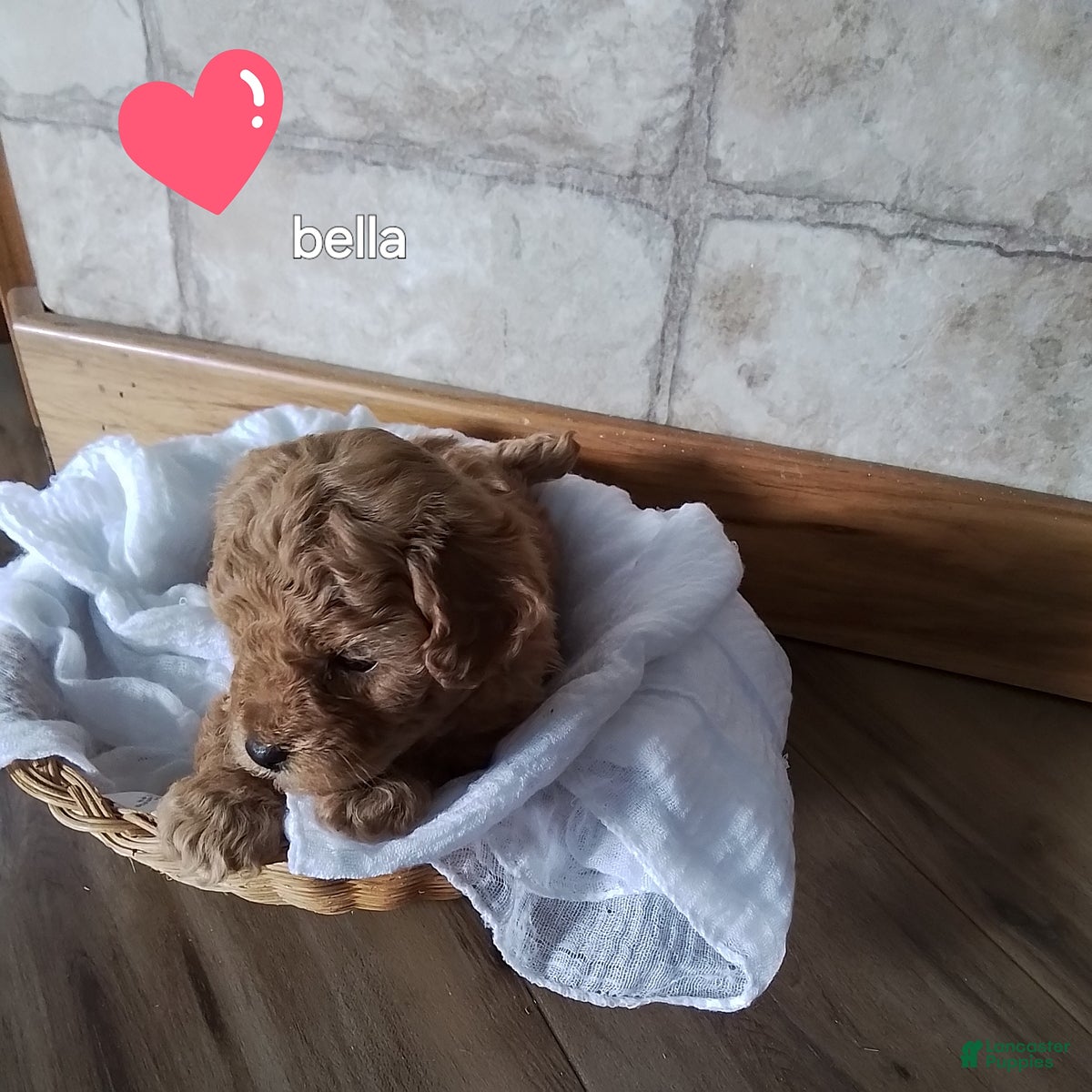 Toy Poodle dogs Bella - House Raised - Ad 2