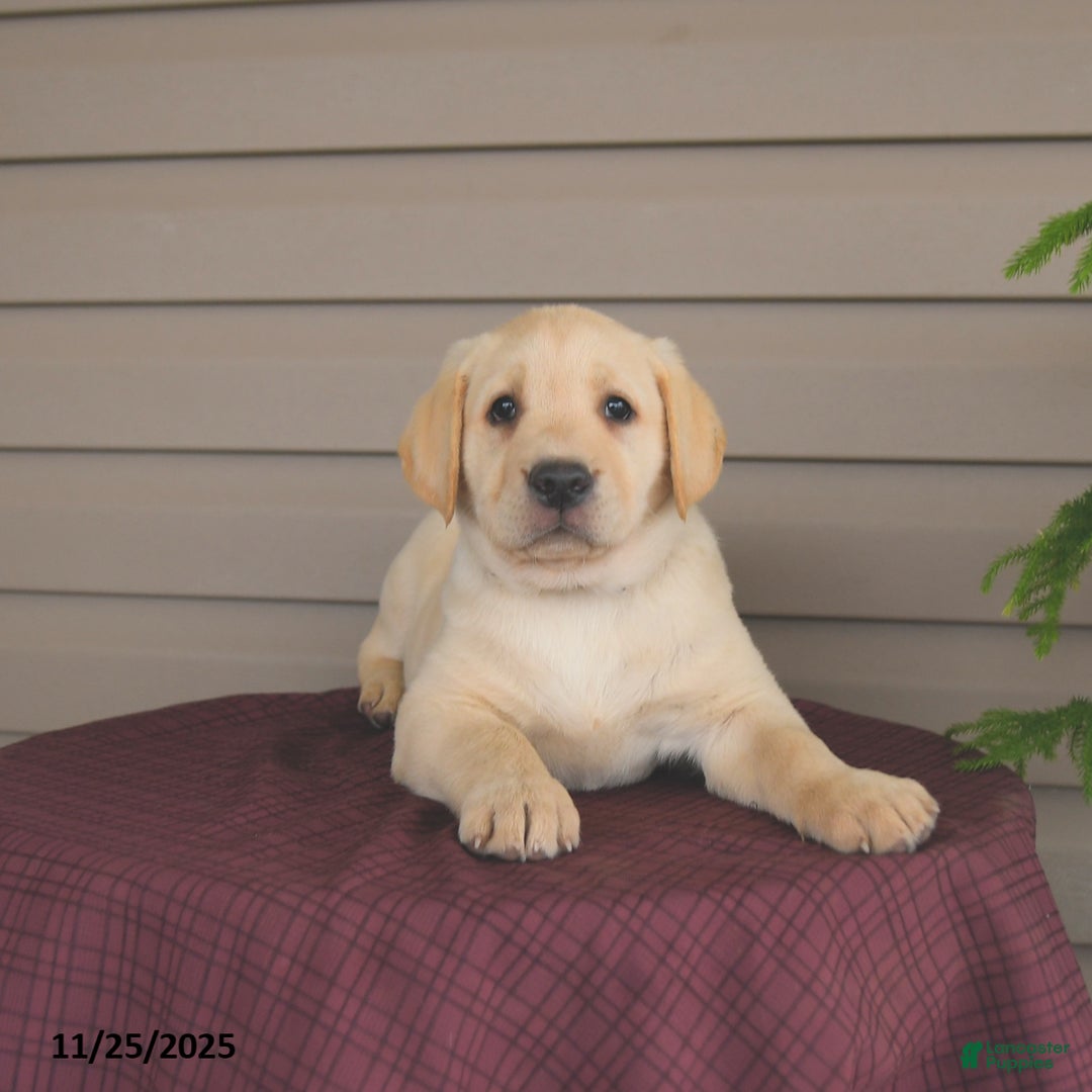 Labrador Retriever dogs for sale: Jules - Ad 5
