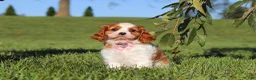 Cavalier King Charles Spaniel dogs for sale: Lila - Ad 7