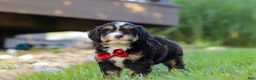 Mini Bernedoodle dogs for sale: Wolverine - Ad 5