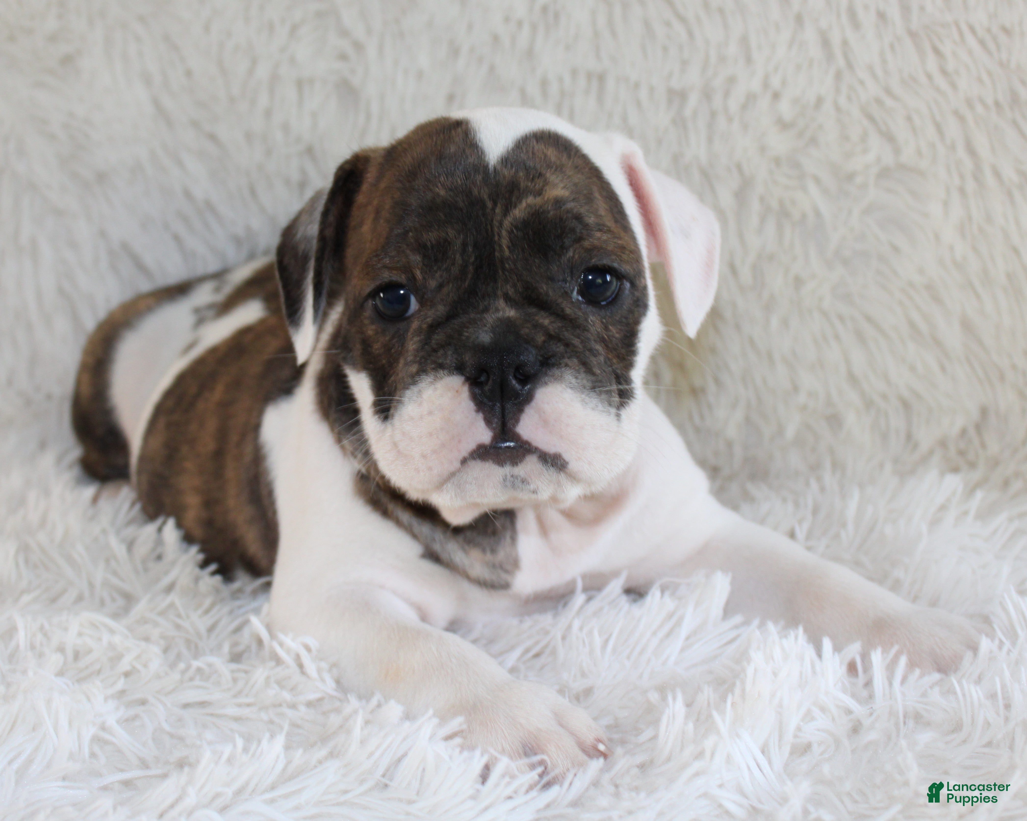 English Bulldog dogs Harry - Ad 1