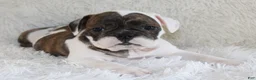English Bulldog dogs for sale: Harry - Ad 1