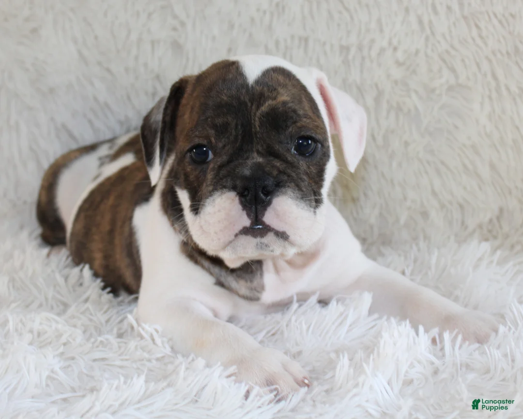 English Bulldog dogs for sale: Harry - Ad 1
