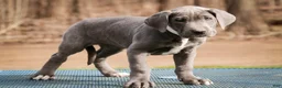 Great Dane dogs for sale: Winifred - Ad 6