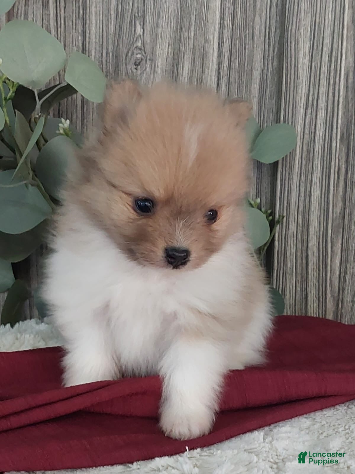 Pomeranian dogs Lee - Ad 20