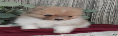 Lee