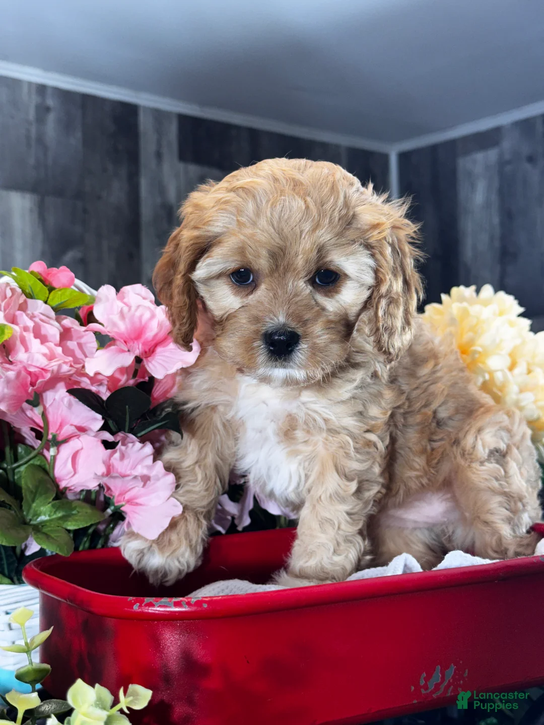 Cavapoo dogs for sale: Nova - Ad 2