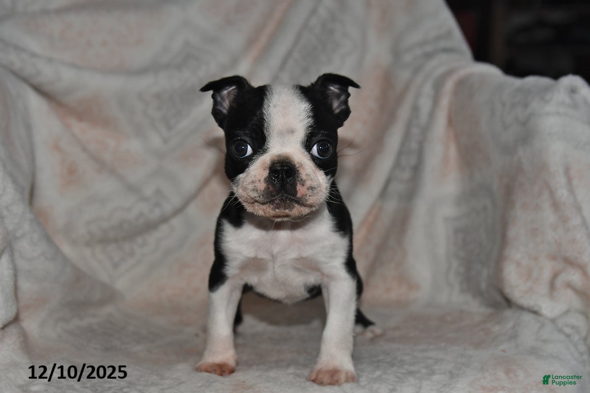 Boston Terrier dogs Nellie - Ad 22