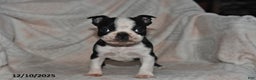Boston Terrier dogs for sale: Nellie - Ad 1